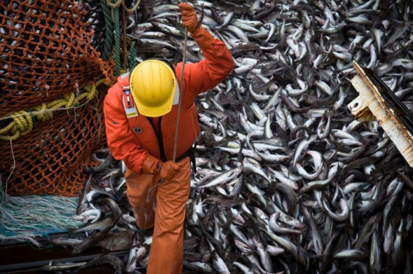Нашумевший законопроект о квотах в рыбной отрасли предложили исправить поправками